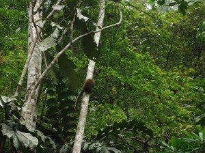 mono tocon, centro de rehabilitacion de animales Cerelias, Peru