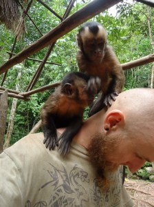 Machin monos en Cerelias, Tarapoto, Peru