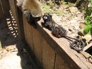 mono pichico, centro de rescate de animales Cerelias, Peru